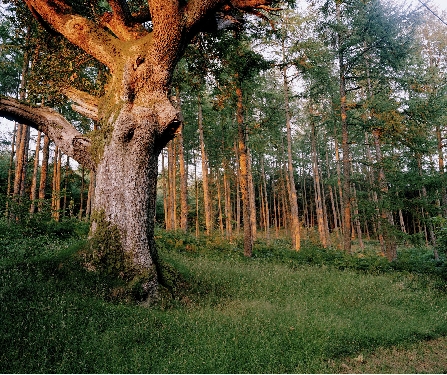 Season Tree